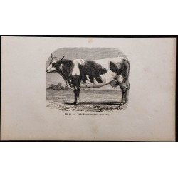 1860 - Vache de race vosgienne 