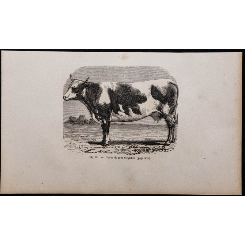 1860 - Vache de race vosgienne 