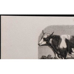 1860 - Vache de race vosgienne 
