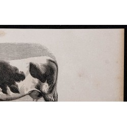 1860 - Vache de race vosgienne 