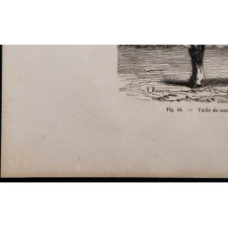 1860 - Vache de race vosgienne 