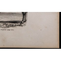1860 - Vache de race vosgienne 