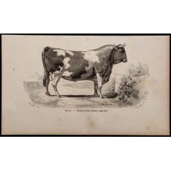 1860 - Taureau de race alderney 
