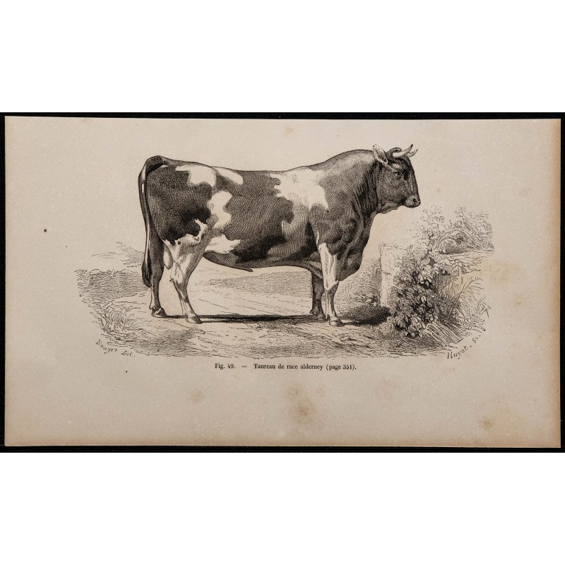 1860 - Taureau de race alderney 