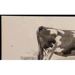 1860 - Taureau de race alderney 
