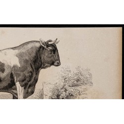 1860 - Taureau de race alderney 