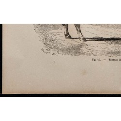 1860 - Taureau de race alderney 