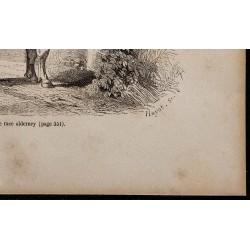 1860 - Taureau de race alderney 