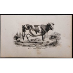 1860 - Vache de race alderney 