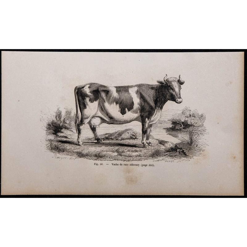 1860 - Vache de race alderney 