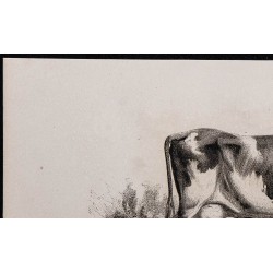 1860 - Vache de race alderney 