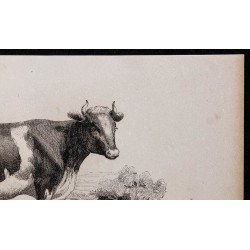 1860 - Vache de race alderney 