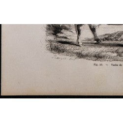 1860 - Vache de race alderney 
