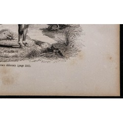 1860 - Vache de race alderney 