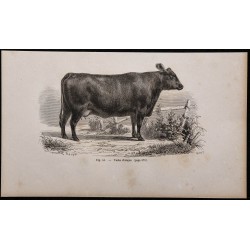 1860 - Vache d'Angus 