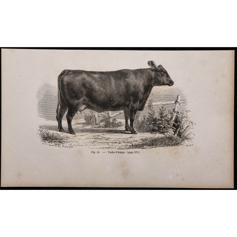 1860 - Vache d'Angus 