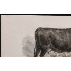 1860 - Vache d'Angus 