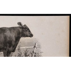 1860 - Vache d'Angus 