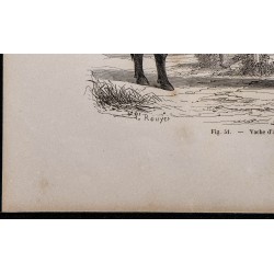 1860 - Vache d'Angus 