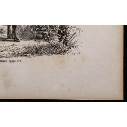 1860 - Vache d'Angus 
