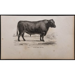 1860 - Taureau d'Angus 