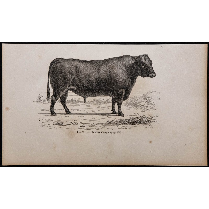 1860 - Taureau d'Angus 