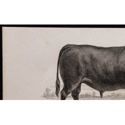 1860 - Taureau d'Angus 