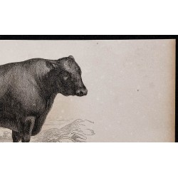 1860 - Taureau d'Angus 