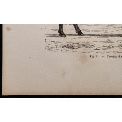 1860 - Taureau d'Angus 