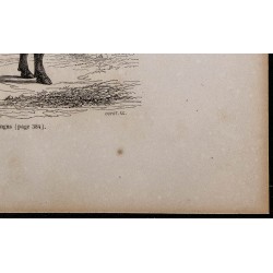 1860 - Taureau d'Angus 