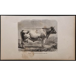 1860 - Taureau de la race d’Ayr 