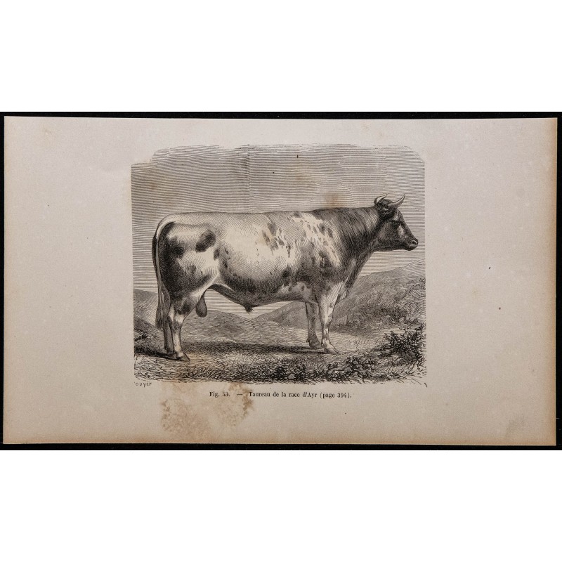 1860 - Taureau de la race d’Ayr 