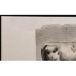 1860 - Taureau de la race d’Ayr 