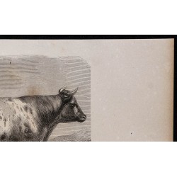 1860 - Taureau de la race d’Ayr 