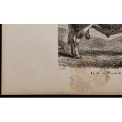 1860 - Taureau de la race d’Ayr 
