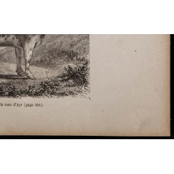 1860 - Taureau de la race d’Ayr 