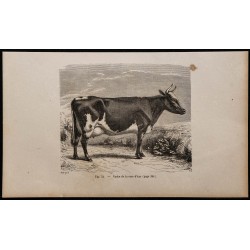 1860 - Vache de la race d’Ayr 