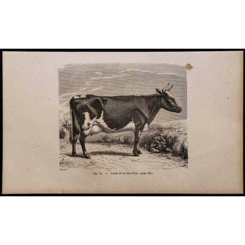 1860 - Vache de la race d’Ayr 