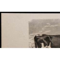 1860 - Vache de la race d’Ayr 