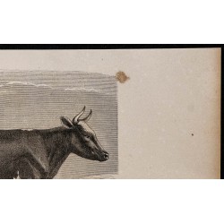 1860 - Vache de la race d’Ayr 