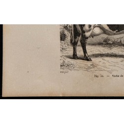 1860 - Vache de la race d’Ayr 