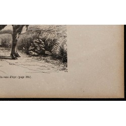 1860 - Vache de la race d’Ayr 