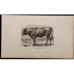 1860 - Taureau de Devon 