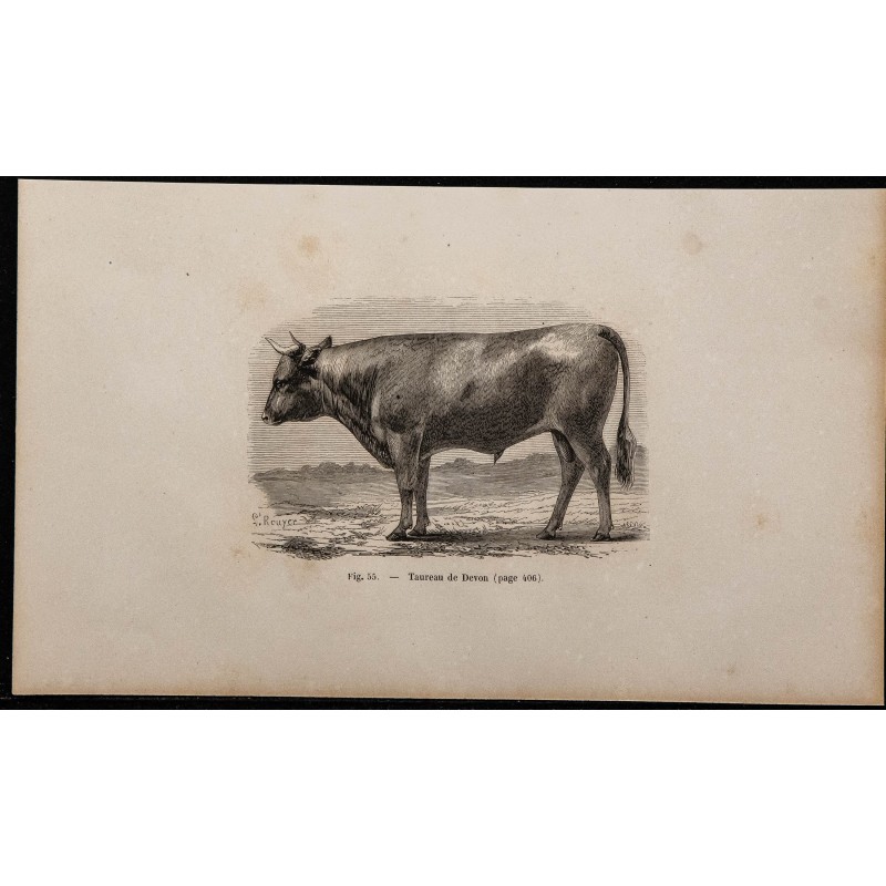 1860 - Taureau de Devon 