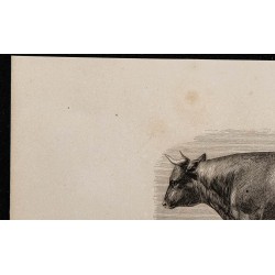 1860 - Taureau de Devon 