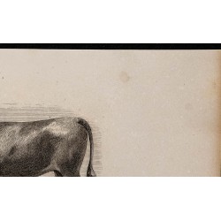 1860 - Taureau de Devon 