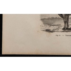 1860 - Taureau de Devon 