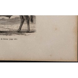 1860 - Taureau de Devon 
