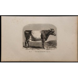 1860 - Vache drapée du Somersetshire 