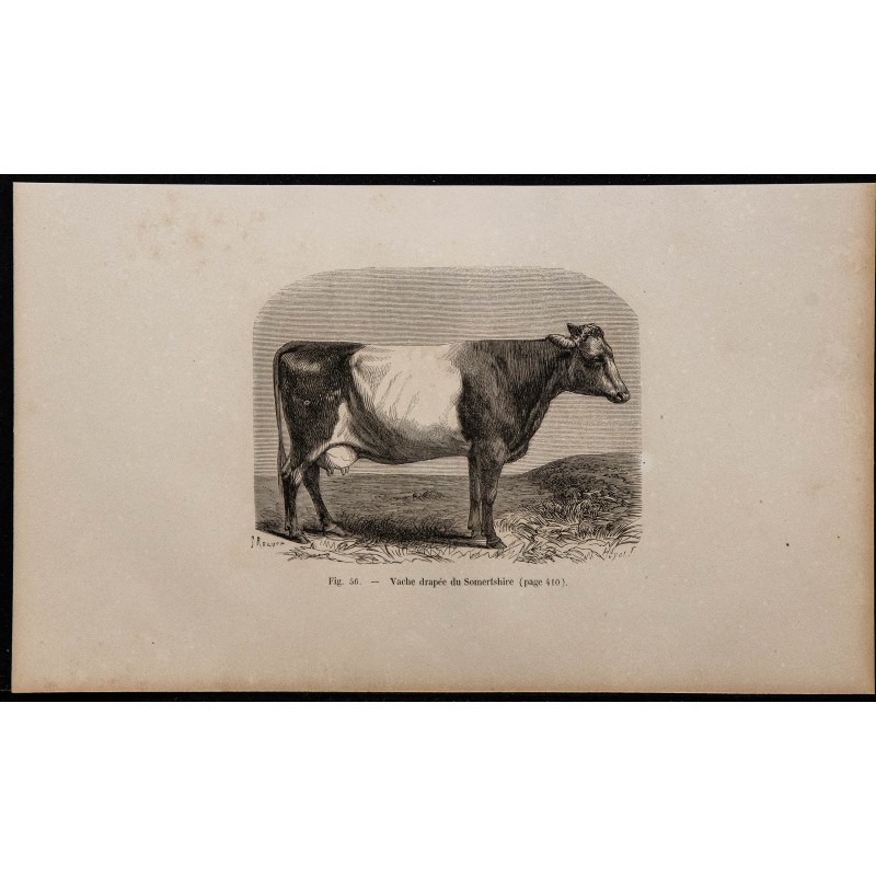 1860 - Vache drapée du Somersetshire 
